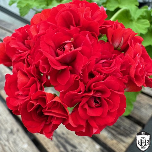 Pelargonium 'Rosebudka' - Pelargoon 'Rosebudka' P9/0,55L